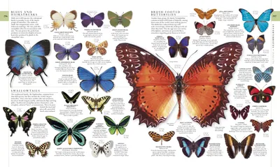 Бабочки разных размеров: выберите формат для скачивания фотографии