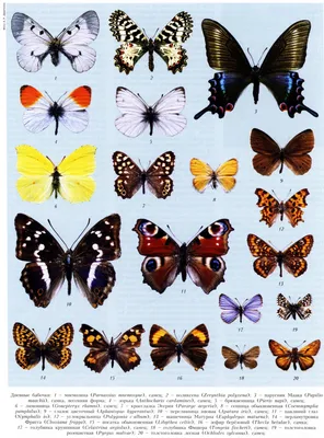 Картинки бабочек: выберите формат и размер изображения для скачивания