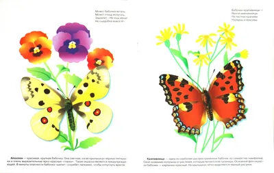 Бабочки: фотографии, изображения, фотки - выберите размер и формат