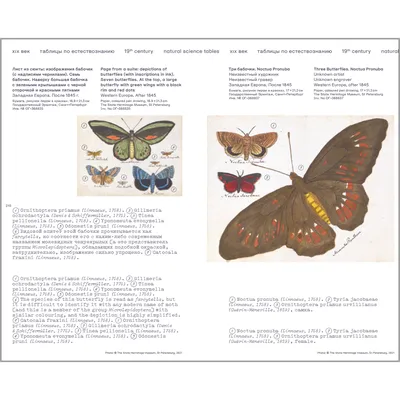 Бабочки разных размеров: выберите формат для скачивания фотографии