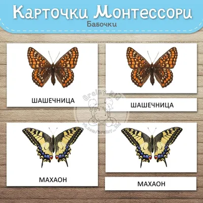 Фотографии бабочек: выберите формат и размер изображения для скачивания