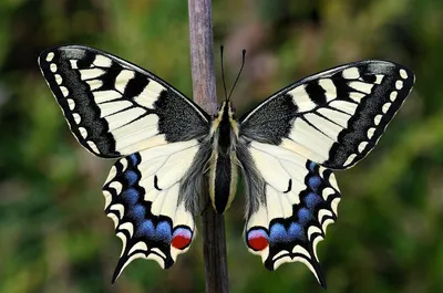 Изображения бабочек разных размеров и форматов