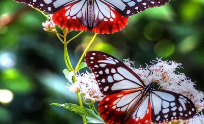 Картинки бабочек: выберите размер изображения и формат для скачивания