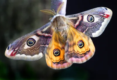 Бабочки ночные: Обольстительные изящество и красота