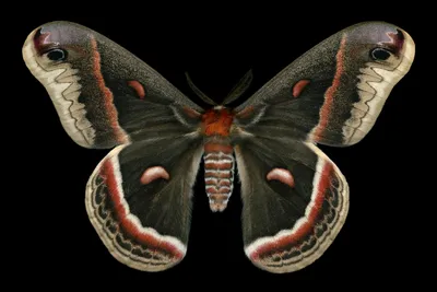 Впечатляющие изображения ночных бабочек для вашего веб-сайта