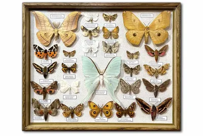 Чудеса природы: Бабочки ночные на вашем экране
