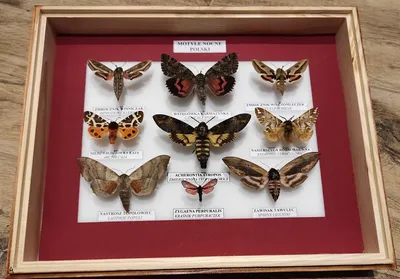 Фотографии ночных бабочек, созданные природой для вас