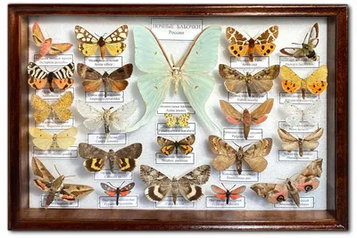 Удивительные ночные бабочки: Фотографии в высоком качестве