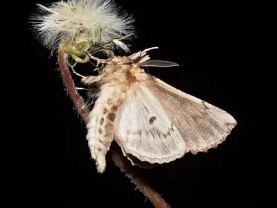 Ночные бабочки: Обновите свою галерею фотографий