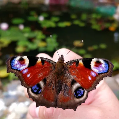 Бабочки подмосковья  фото