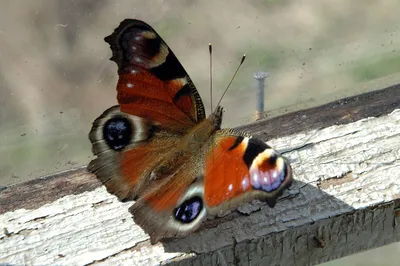 Фото бабочек подмосковья: выберите нужный формат и размер