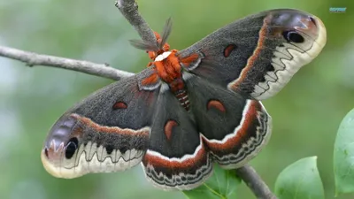 Фотография бабочек подмосковья в формате WebP - прекрасные краски