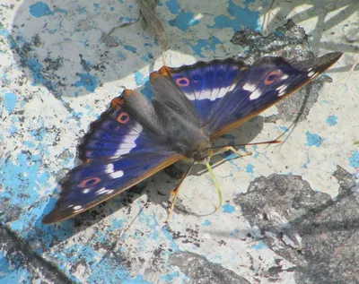 Изображение бабочек подмосковья для скачивания