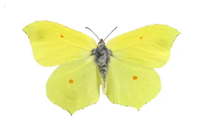 Фотография бабочек подмосковья в формате WebP - оптимальный выбор