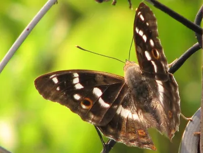 Фотография бабочек подмосковья в формате WebP