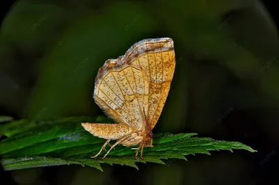 Фото бабочек подмосковья в формате PNG - живые цвета