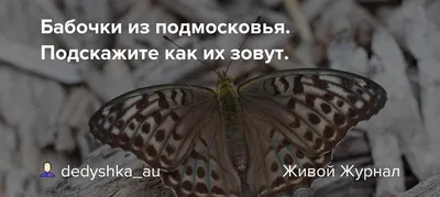 Фотка бабочек подмосковья: выберите нужное изображение и формат