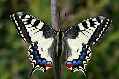 Фото бабочек подмосковья в формате PNG - сохраните прозрачность
