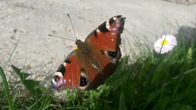 Фотка бабочек подмосковья - выберите изображение и формат загрузки