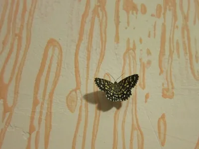 Фото бабочек подмосковья в формате PNG - идеальная четкость