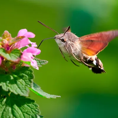 Фото бабочек подмосковья - высокий разрешение