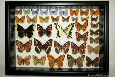 Картинка бабочек подмосковья в формате PNG