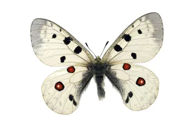 Фотография бабочек подмосковья - широкий выбор форматов и размеров