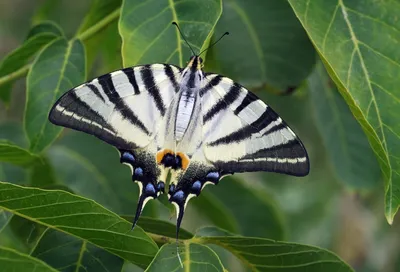 Фотка бабочек подмосковья в формате JPG - высокое качество изображения