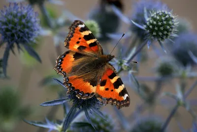 Фото бабочек подмосковья в формате PNG - яркие и оживленные цвета