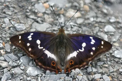 Фотография бабочек подмосковья - доступные размеры и форматы изображений