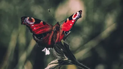 Фотка бабочек подмосковья: выберите подходящий размер и формат изображения