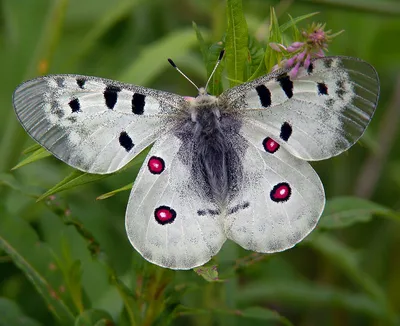 Изображение бабочек подмосковья в формате WebP - качественное фото