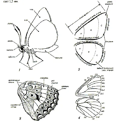 Изображение бабочек подмосковья в формате WebP - быстрая загрузка на веб-страницу