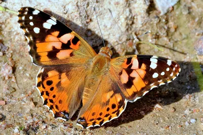Редкие и экзотические бабочки России на картинках