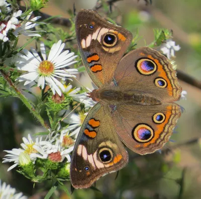 Загадочные красоты природы: фото бабочек России
