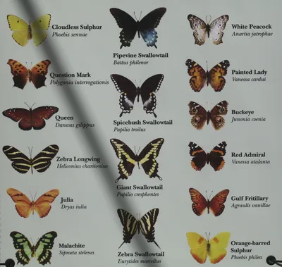Коллекция красочных изображений бабочек России