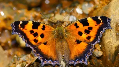 Волшебство природы: изображения бабочек России