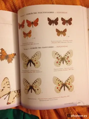 Загадочные фотографии российских бабочек в формате WebP