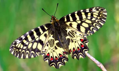 Разнообразие природы: фотографии бабочек России