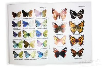 Разнообразие бабочек России на фотографиях