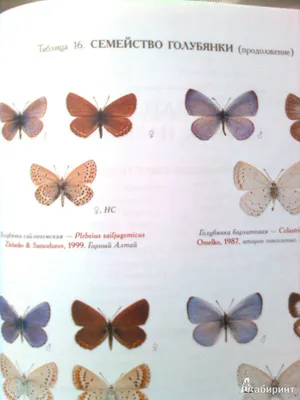 Изумительные изображения российских бабочек