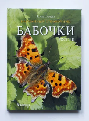 Шедевры природы: фотографии бабочек России