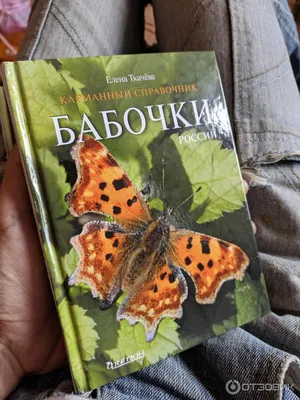 Прекрасные фото российских бабочек в формате JPG