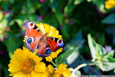 Уникальные изображения бабочек России в формате PNG