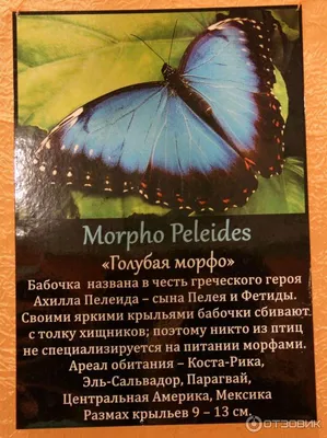 Красивые картинки бабочек России