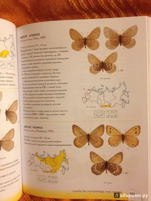 Волшебство природы: картинки российских бабочек