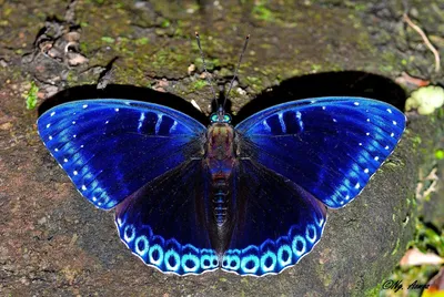 Фото бабочек России – сокровища природы