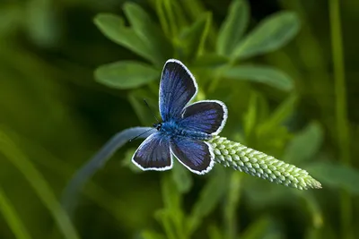 Уникальные картинки бабочек России с описаниями