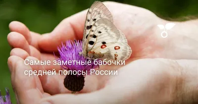 Коллекция удивительных изображений российских бабочек