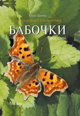 Прекрасные фотографии бабочек России в формате JPG